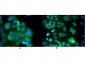 Anti-NFKB p65 (Rel A) (MOUSE) Monoclonal Antibody
